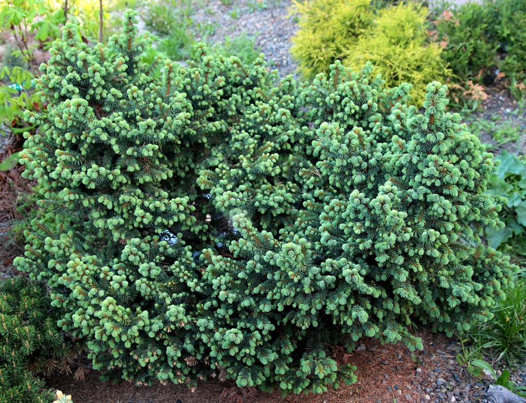 Picea abies ‘R.A.Dvorsky’. Ель европейская (обыкновенная). Фото Горошкевича С.Н.
