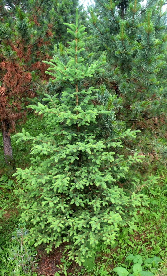 Ель корейская (Picea koraiensis).15-летнее дерево. Высота 2,5 м. Начало июля. Побеги еще растут, хвоя совсем мягкая. Согласитесь, хороша. Фото Горошкевича С.Н.
