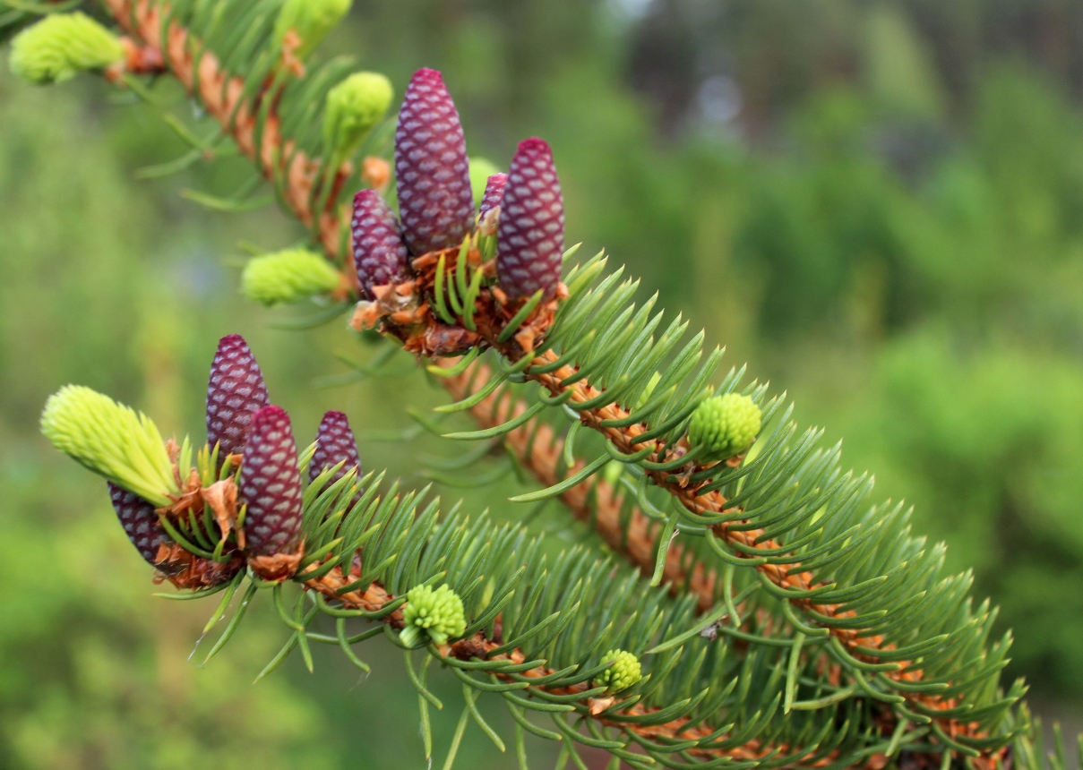 Ель корейская (Picea koraiensis). Ель корейская часто образует шишки. Цветение происходит в последней декаде мая. Фото Горошкевича С.Н.