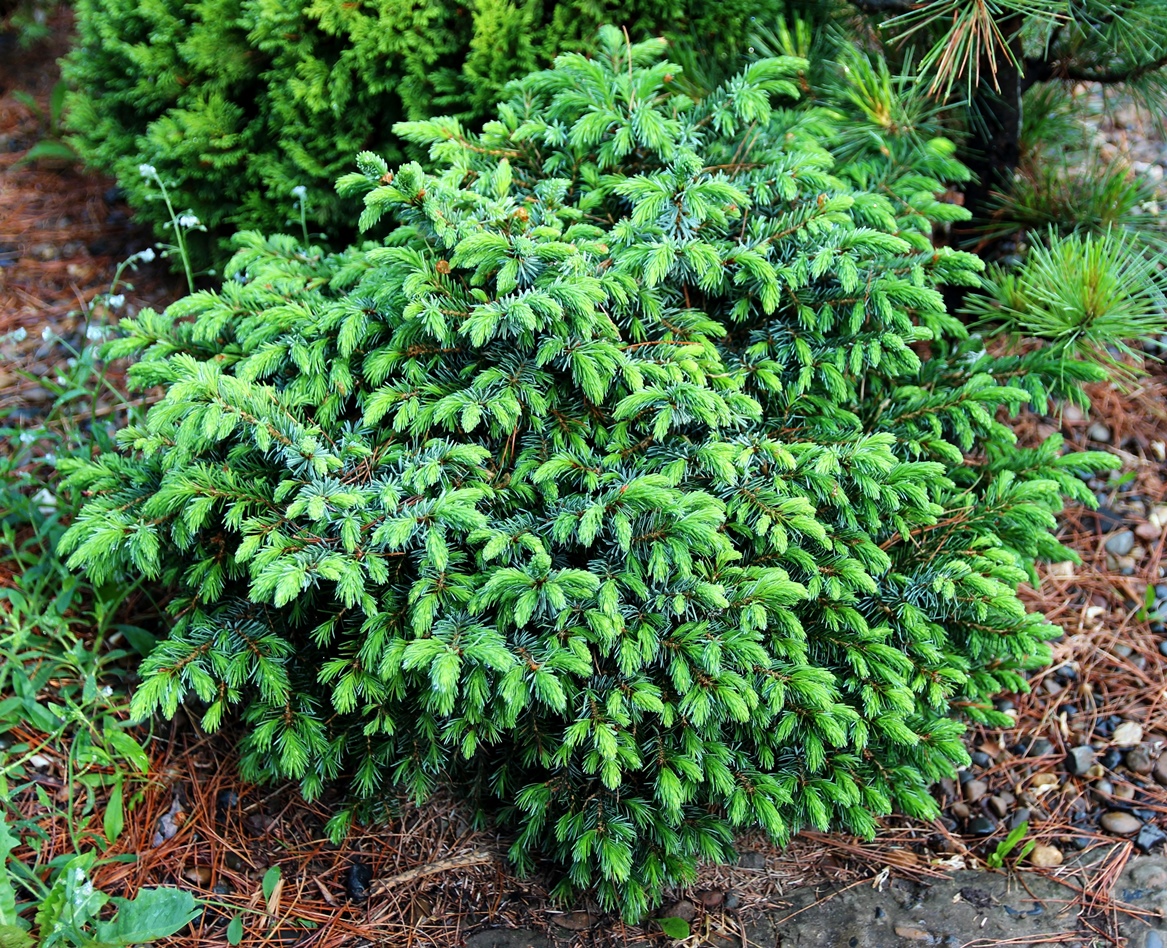 Picea omorika ‘Treblitzsch’. Ель сербская. Фото Горошкевича С.Н.