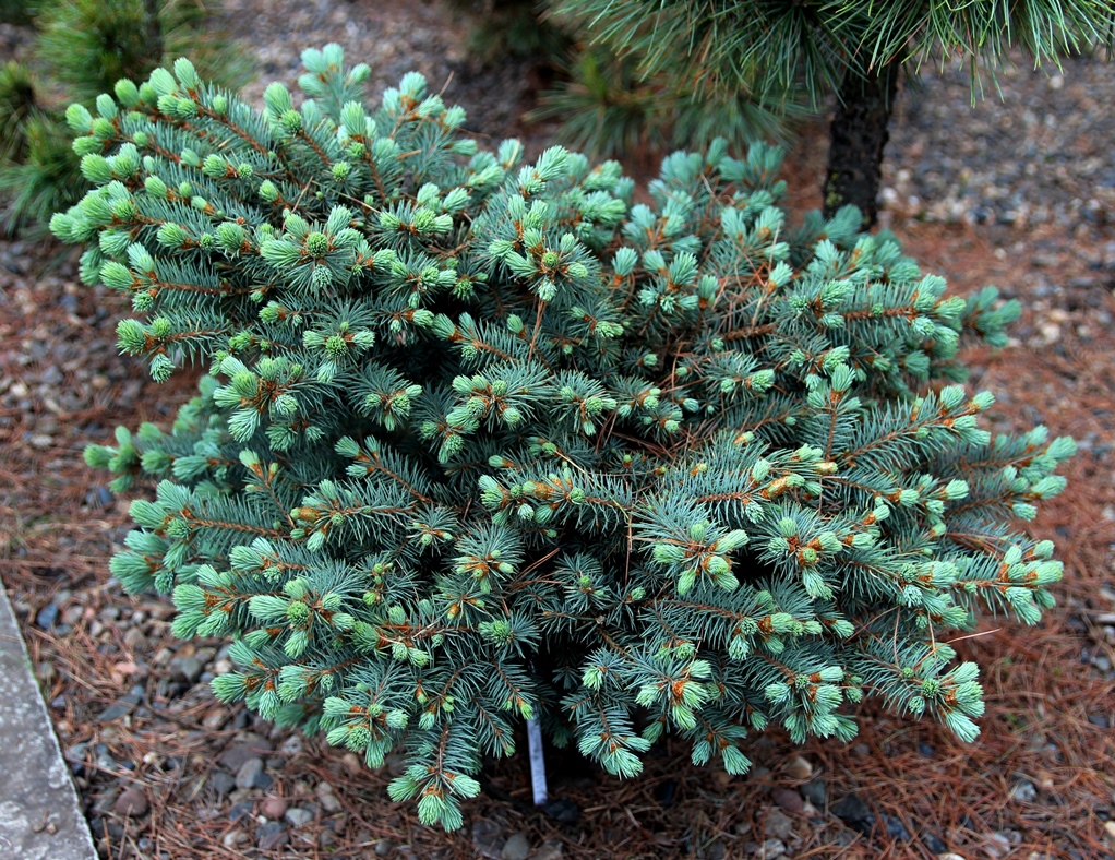 Picea pungens `Brno 2`. Ель колючая. Фото Горошкевича С.Н.