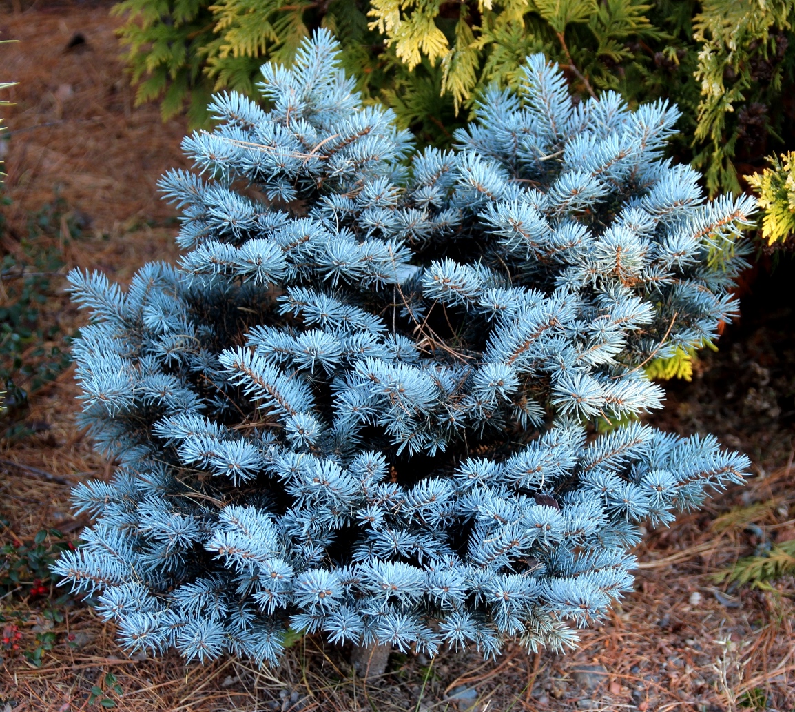 Picea pungens `Mini Gola`. Ель колючая (голубая) Мини Гола. Фото Горошкевича С.Н.
