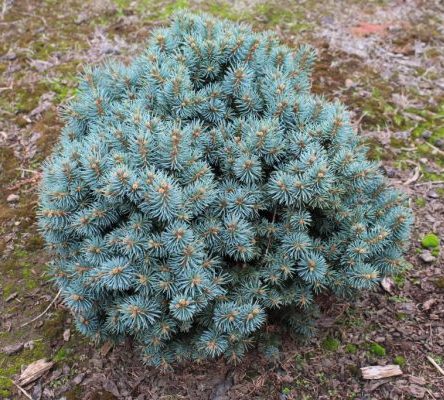 Picea pungens 'Brynek', Ель колючая