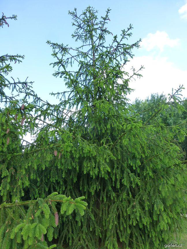 Picea abies Viminalis, Ель европейская