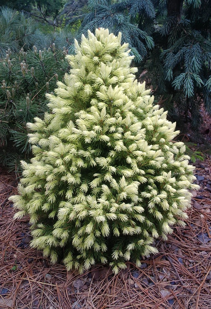 Picea glauca 'J.W. Daisys White' (бело-желтая), Ель канадская. Фото Горошкевича С.Н.