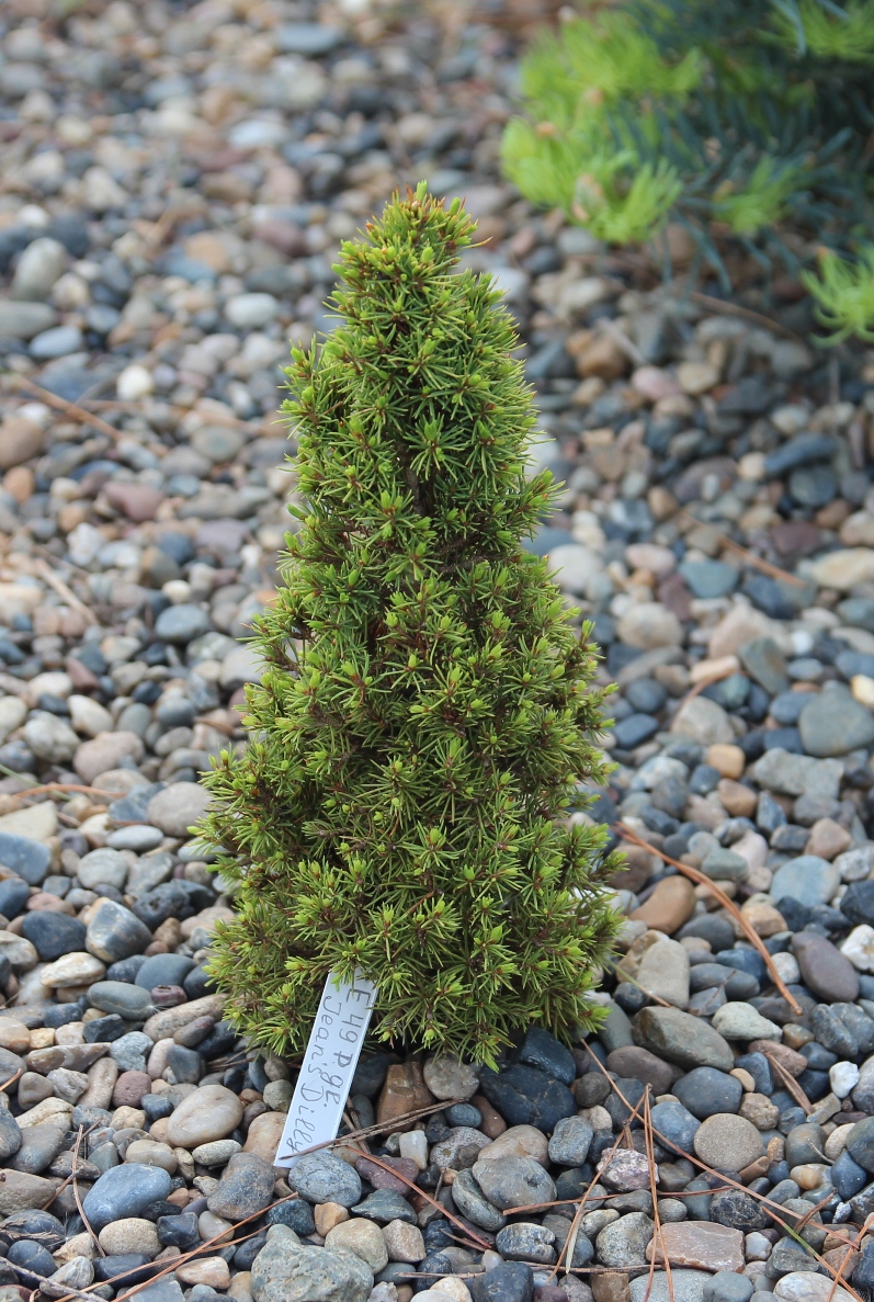 Picea glauca 'Jean's Dilly', Ель канадская. Фото Горошкевича С.Н.