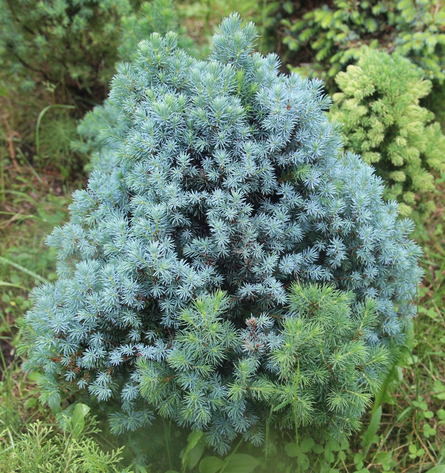 Picea glauca 'Sanders Blue', Ель канадская. Фото Горошкевича С.Н.