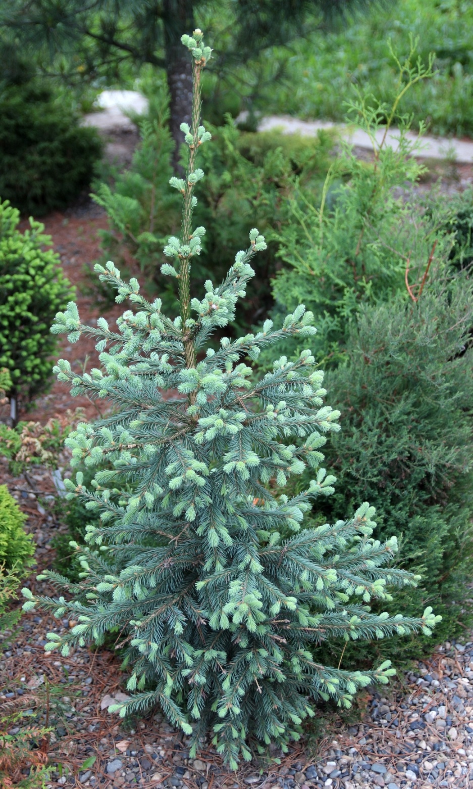 Еще один чешский клон - Picea obovata 'Coerulea'. Скорость роста высокая: до 50 см. Цвет хвои – ярче, чем у ‘Glauca’, крона – более гармоничная. 