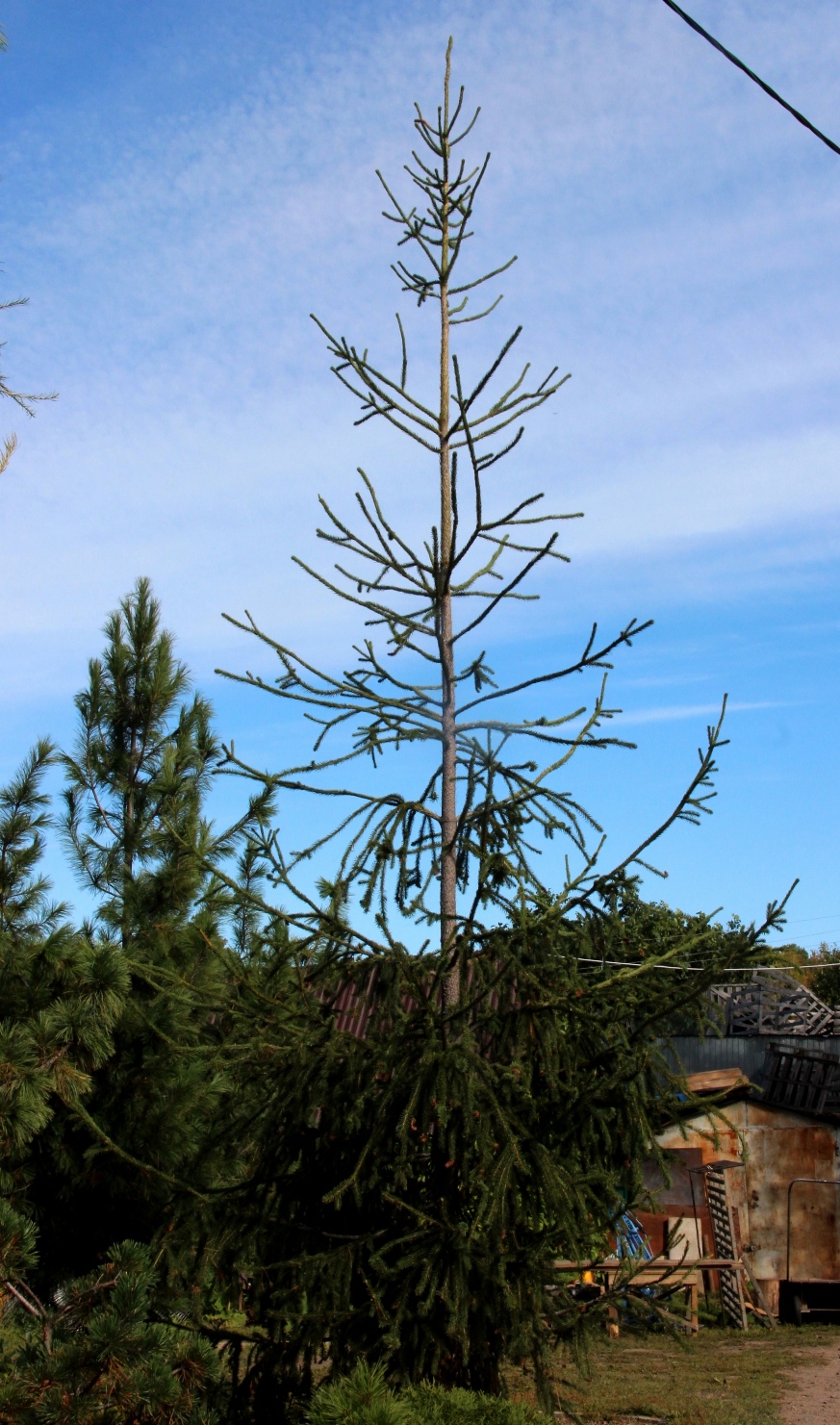 Picea obovata 'Герберт Гензе', 19-летняя прививка. Быстрый рост и ограниченное ветвление формируют оригинальную крону. Это селекционное достижение Г.И.Гензе из Омска. Клон применяется в ландшафтной архитектуре для специальных целей.  