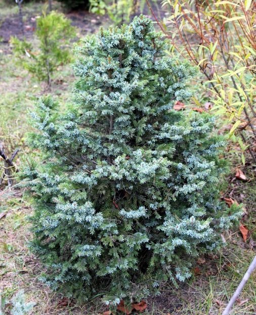 Picea omorika `Nana`. Ель сербская. Фото Горошкевича С.Н.