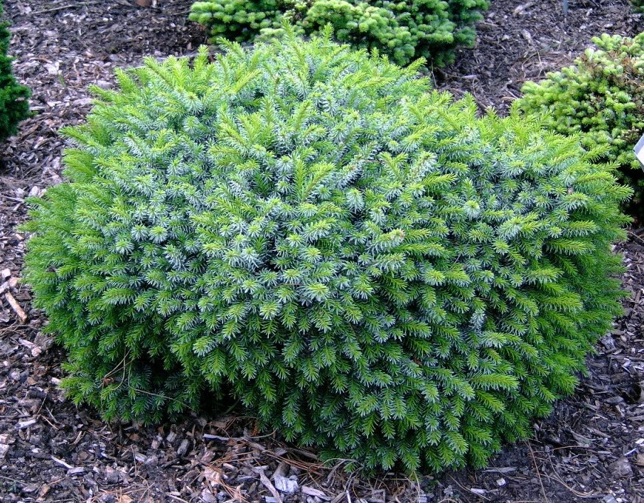 Picea omorika ‘Karel’. Ель сербская 