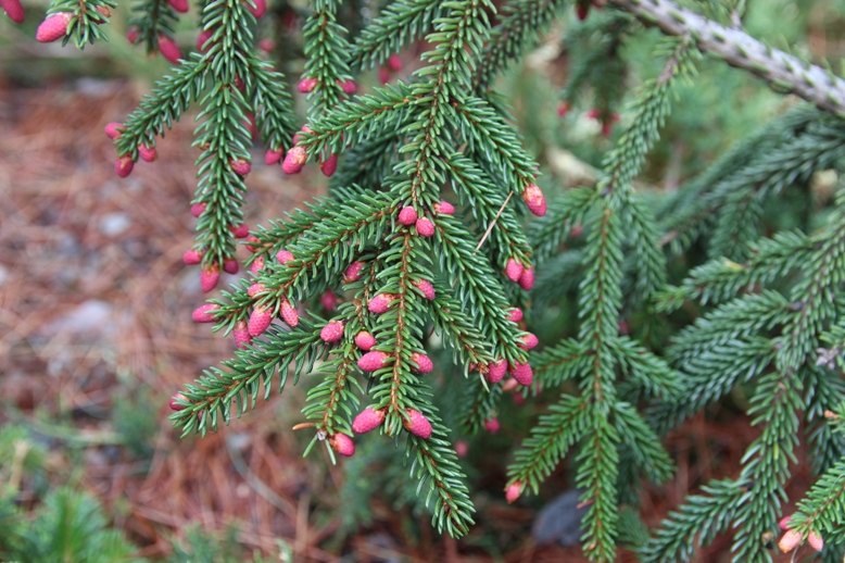 Picea orientalis ‘Aureospicata’. Ель восточная. Фото Горошкевича С.Н.