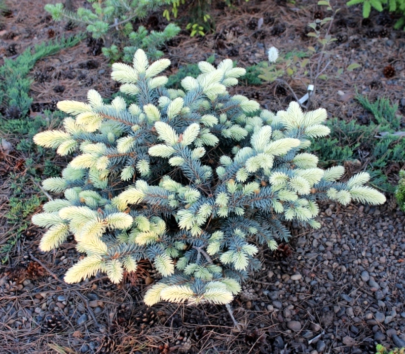 Picea pungens 'Bialobok'. Ель колючая. Фото Горошкевича С.Н.