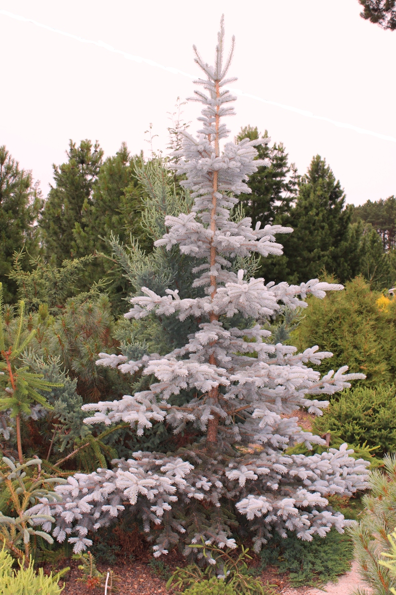 Picea pungens ‘Moerheim’. Ель колючая. Фото Горошкевича С.Н.