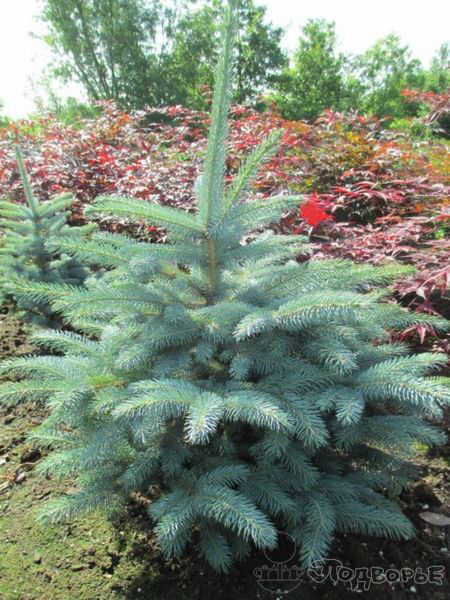 Picea pungens `Super Blue`. Ель колючая