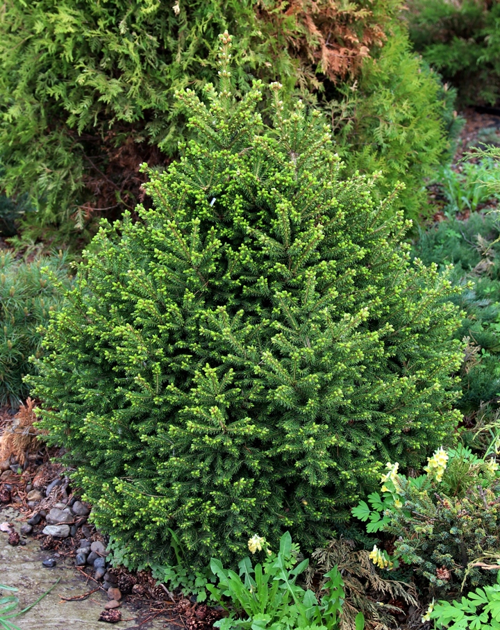 Карликовая половина семенного потомства одной из томских ВМ как раз и представляют собой сорт-линию Picea obovata ‘Ушайка’. Уникальный, яркий, красивый, абсолютно устойчивый сорт. На снимке – типичный 16-летний экземпляр. Высота 110 см.