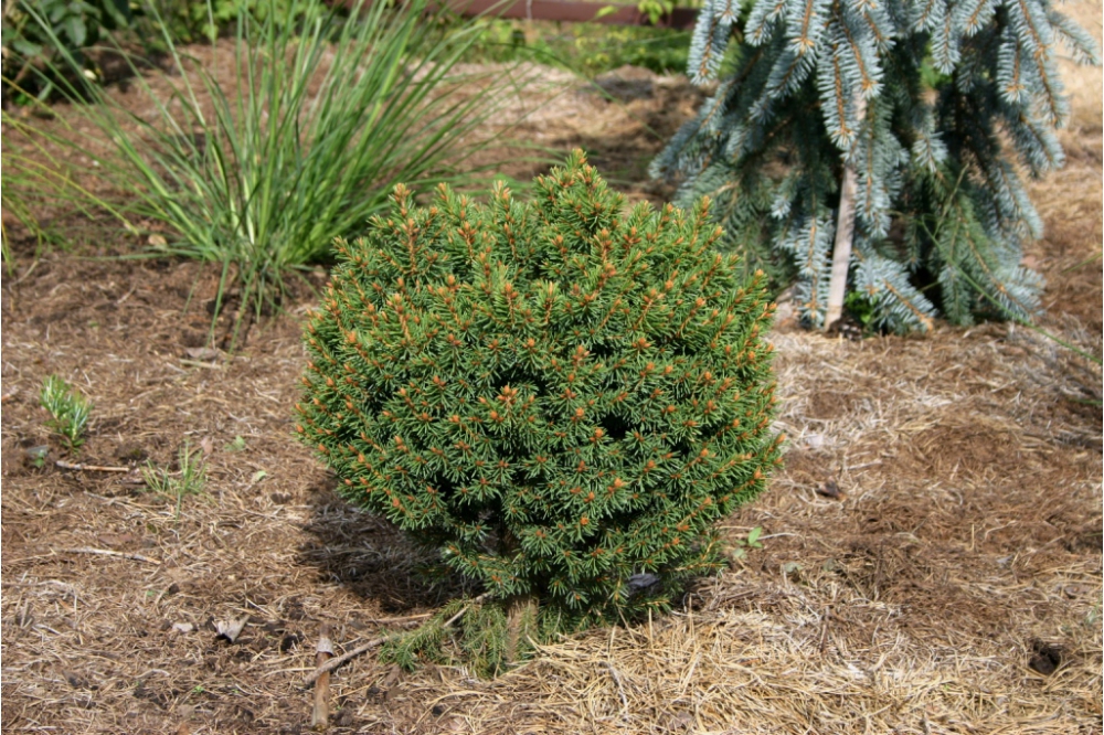 Picea abies `K-006`, Ель европейская