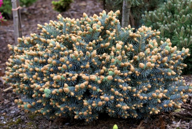 Picea pungens 'Blaukissen', Ель колючая
