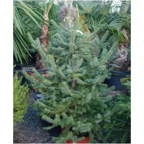 Picea pungens f. glauca 'Apache'. Ель колючая