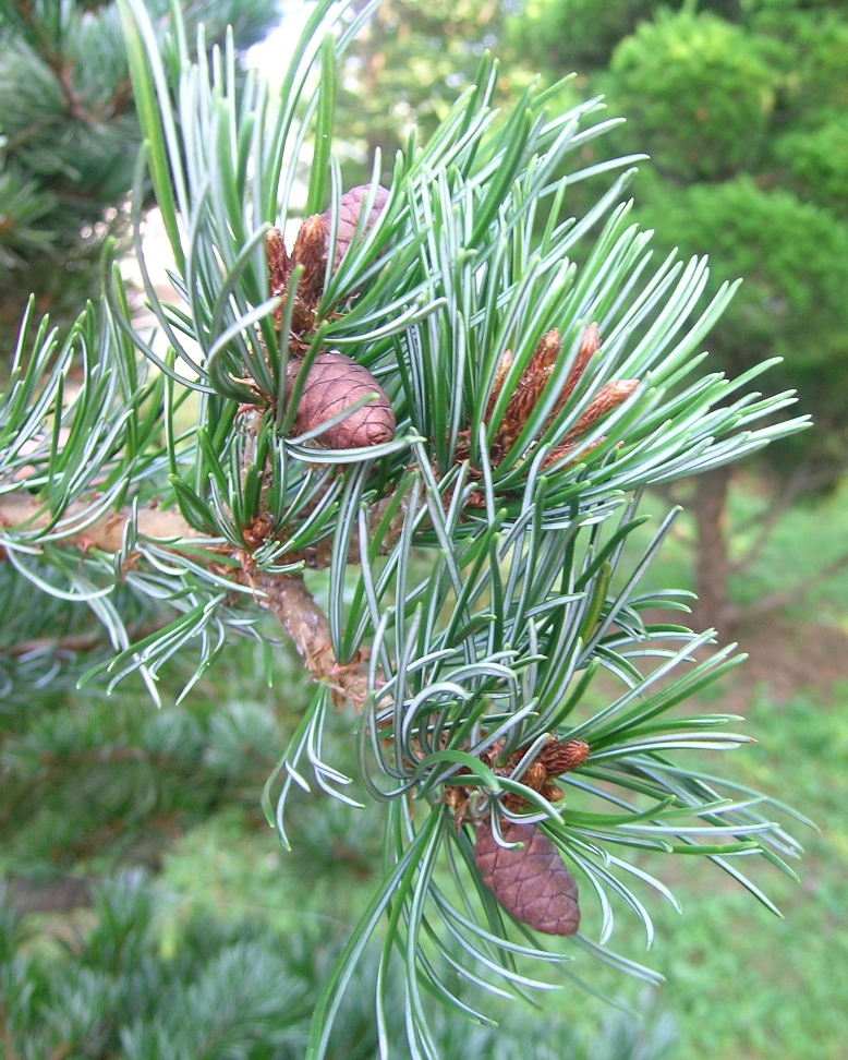 По-английски веймутовы сосны называют «white pines»: из-за цвета хвои: 2 ее грани из 3 – белесые от покрытых воском устьиц. На снимке сосна мелкоцветковая, P. parviflora. По-английски она называется Japanese white pine. Понятно почему: две грани ее 3-гранной хвои конкретно белые. 