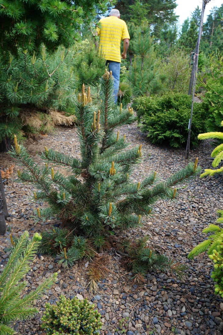 У нас есть опыт выращивания Pinus longaeva и P. aristata в Сибири. Последняя живет у нас получше. Конкретно этот экземпляр из Саксонии. Его возраст был 5-6 лет, высота 40 см. Фотография сделана в начале третьего года сибирской жизни. Как видите, состояние почти идеальное, приросты отличные. 