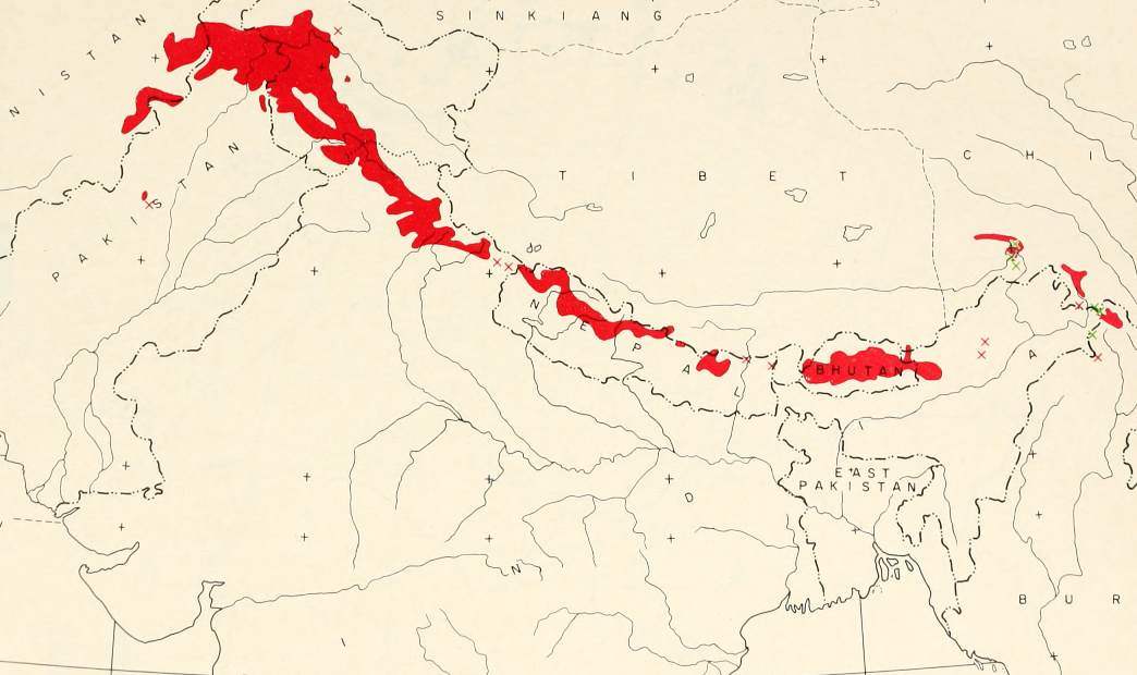 Ареал P. wallichiana. Он, как видите, обширный: от Афганистана на северо-запада до китайской провинции Юньнань на юго-востоке. Зелеными крестиками на востоке показаны крайние западные локальные местонахождения китайского вида 5-хвойных сосен P. armandii. 