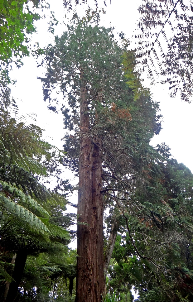 Кипарисовики - высокие или среднего размера вечнозеленые прямостоячие деревья с не широкой конусовидной кроной. Растут быстро или «средне». Живут долго (до 1500 лет). На фотографии 50-метровый к. лавсона (Ch. lawsoniana) с северзапада США.