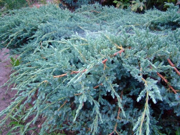  Juniperus squamata ‘Blue Spider’, можжевельник чешуйчатый