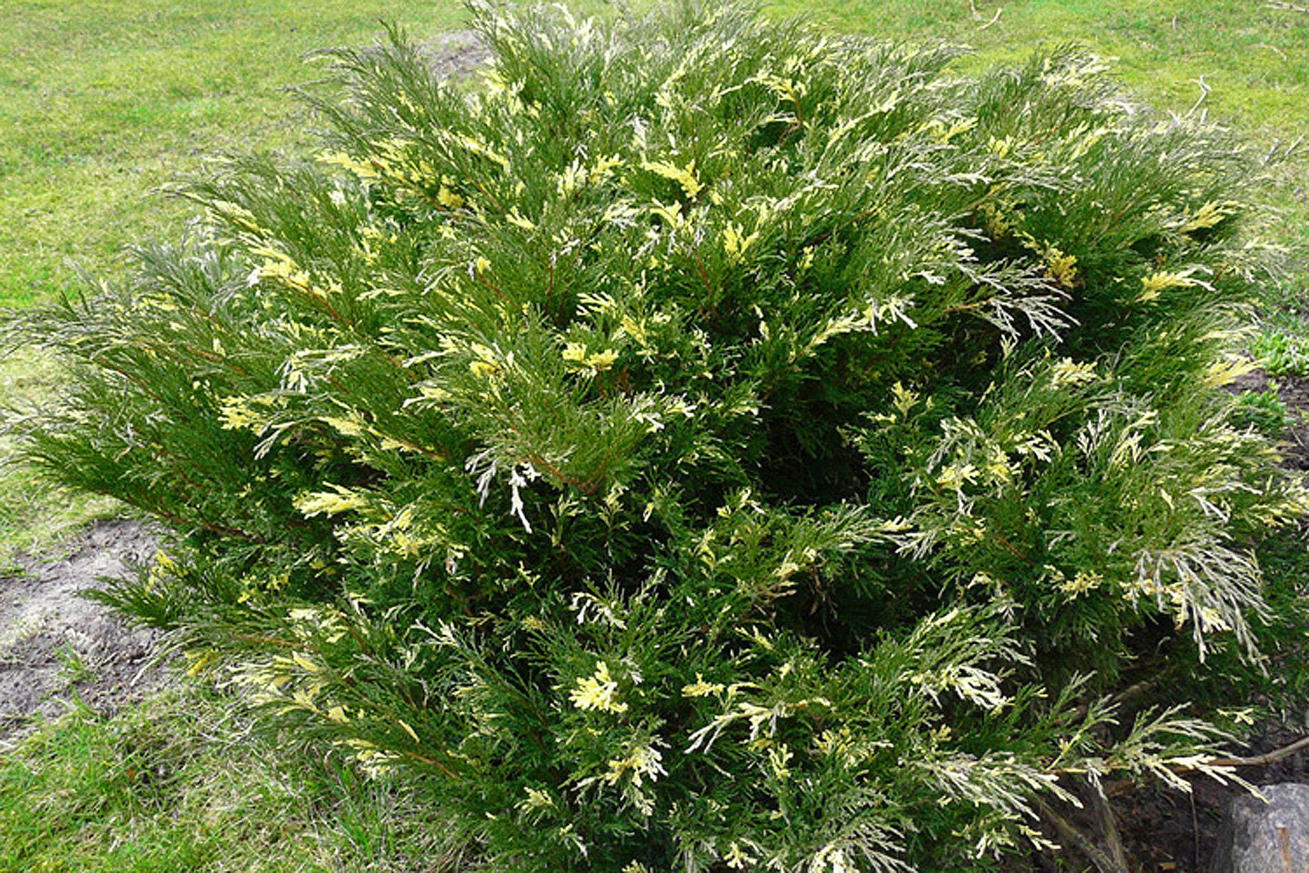 Juniperus horizontalis 'Andorra Variegata'. Можжевельник горизонтальный