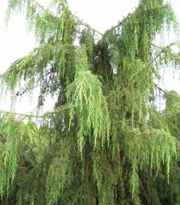 Juniperus communis ‘Horstmann Pendula’, можжевельник обыкновенный  