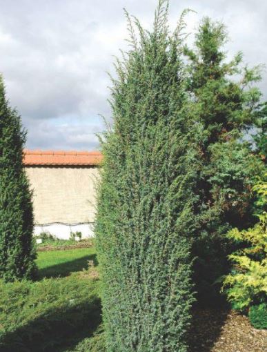 Juniperus communis ‘Meyer’, можжевельник обыкновенный