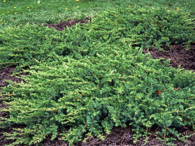 Juniperus conferta ‘Emerald Sea’, можжевельник прибрежный