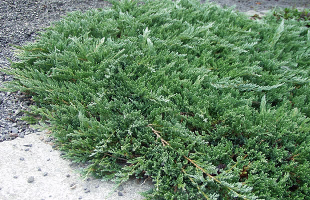 Juniperus horizontalis ‘Glauca’, можжевельник горизонтальный