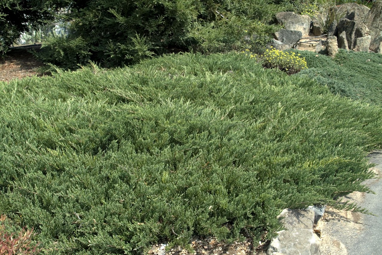 Juniperus horizontalis ‘Plumosa’, можжевельник горизонтальный