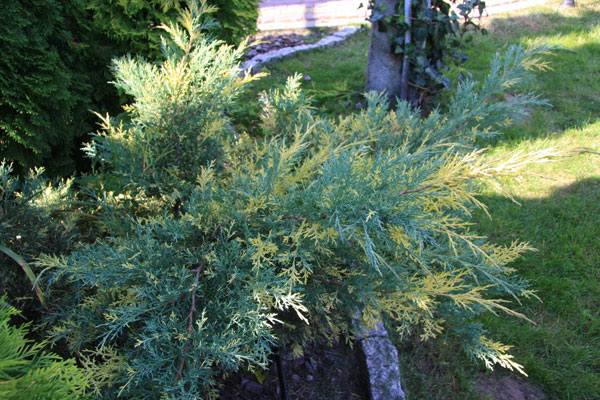 Juniperus × pfitzeriana ‘Blue & Gold’, можжевельник Пфитцера