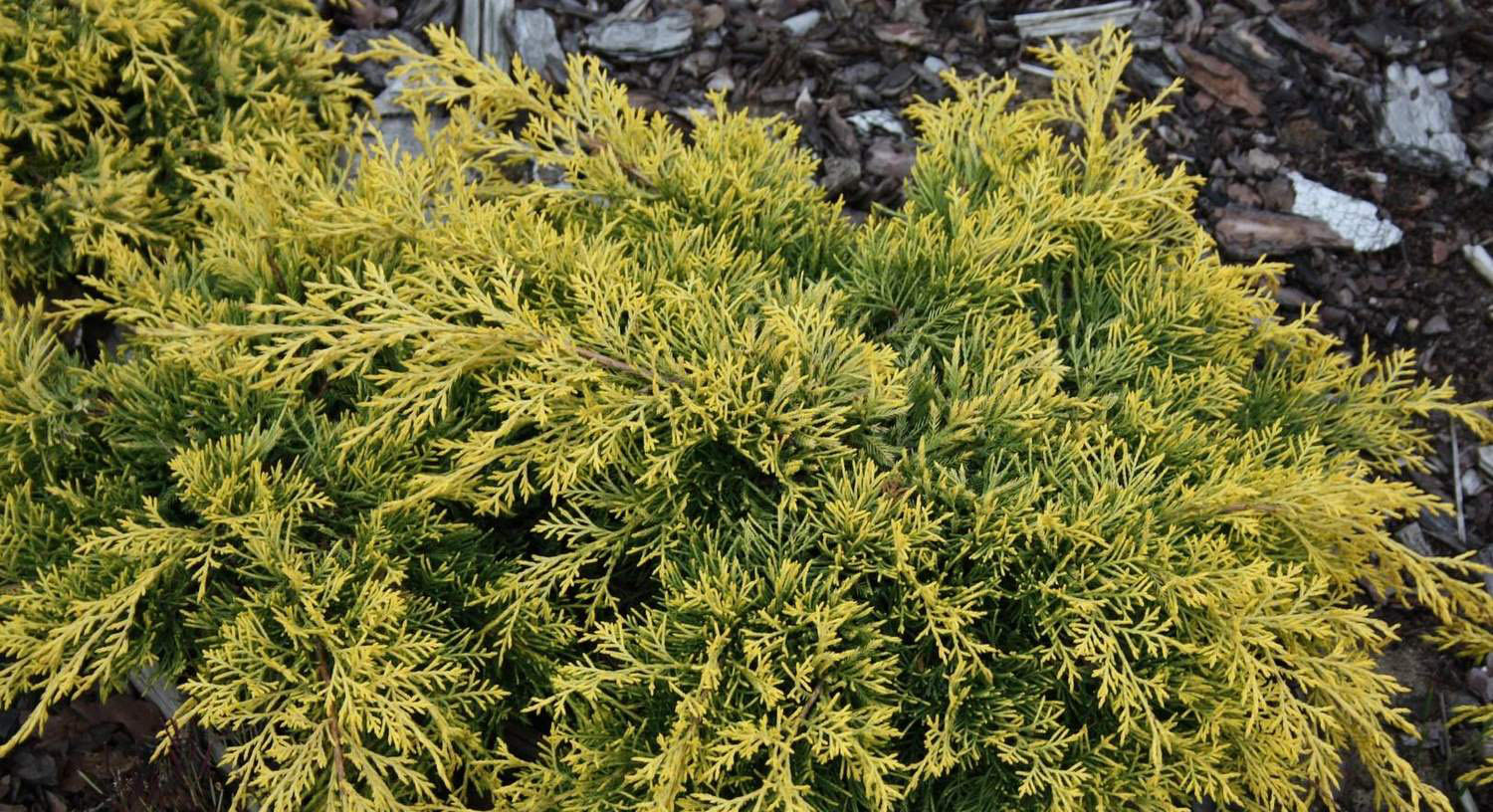 Juniperus × pfitzeriana ‘Golden Saucer’, можжевельник Пфитцера