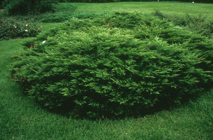 Juniperus sabina ‘Arcadia’, можжевельник казацкий