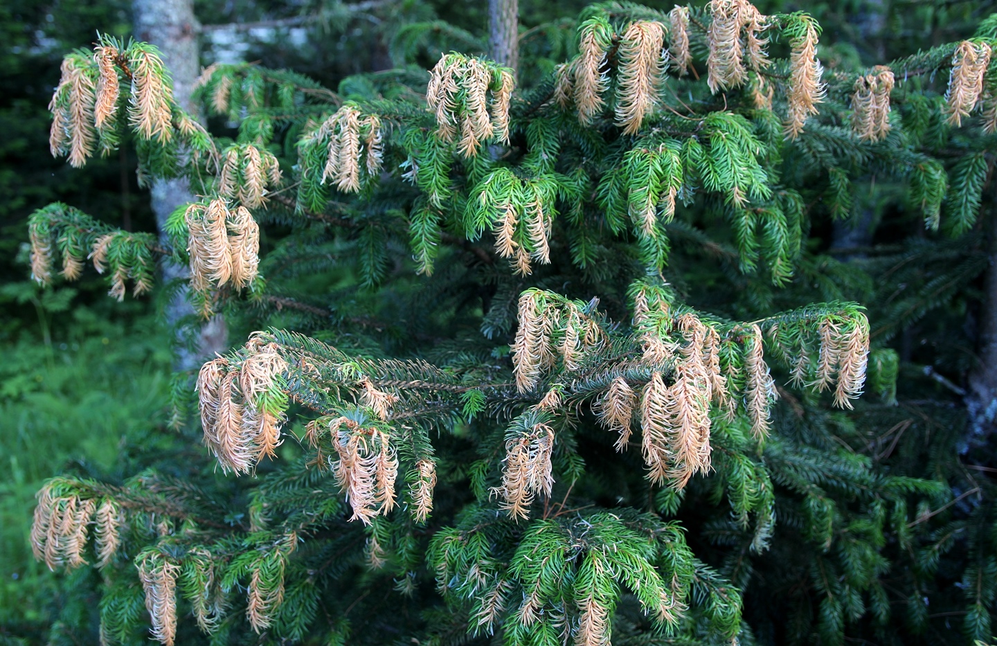 Другой дальневосточный вид, ель аянская (Picea jezoensis) заходит довольно далеко на север, вплоть до юго-востока Якутии. Поэтому наши сибирские морозы ей нипочем. Но весенний рост побегов у нее начинается очень рано. Поэтому она часто повреждается весенними заморозками.  