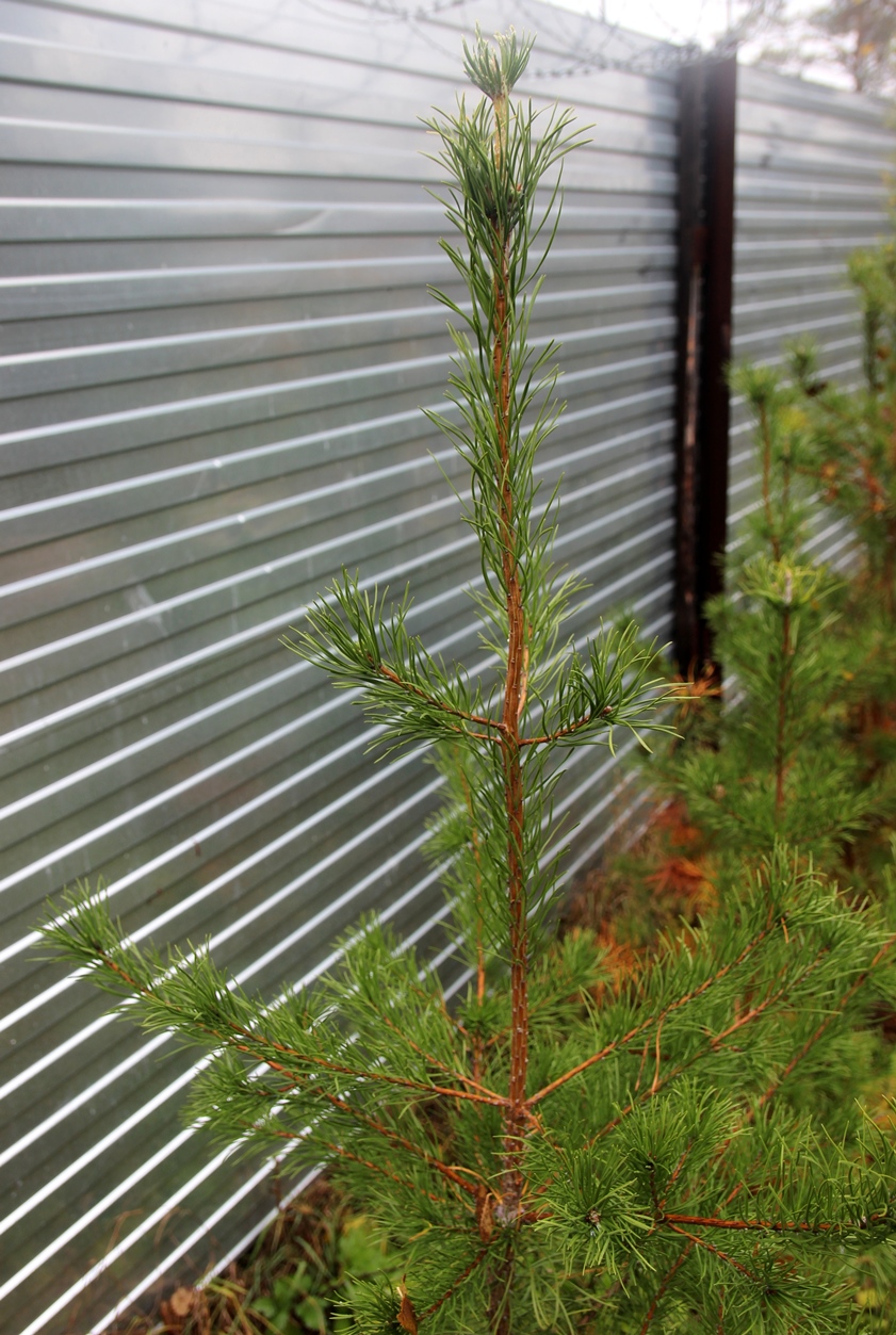 Единственный вид сосны в канадской тайге – с. банкса (Pinus banksiana). Она не настолько декоративна, чтобы широко ее рекомендовать для сибирского ландшафтного строительства. Но устойчивость в Сибири у нее почти полная. 