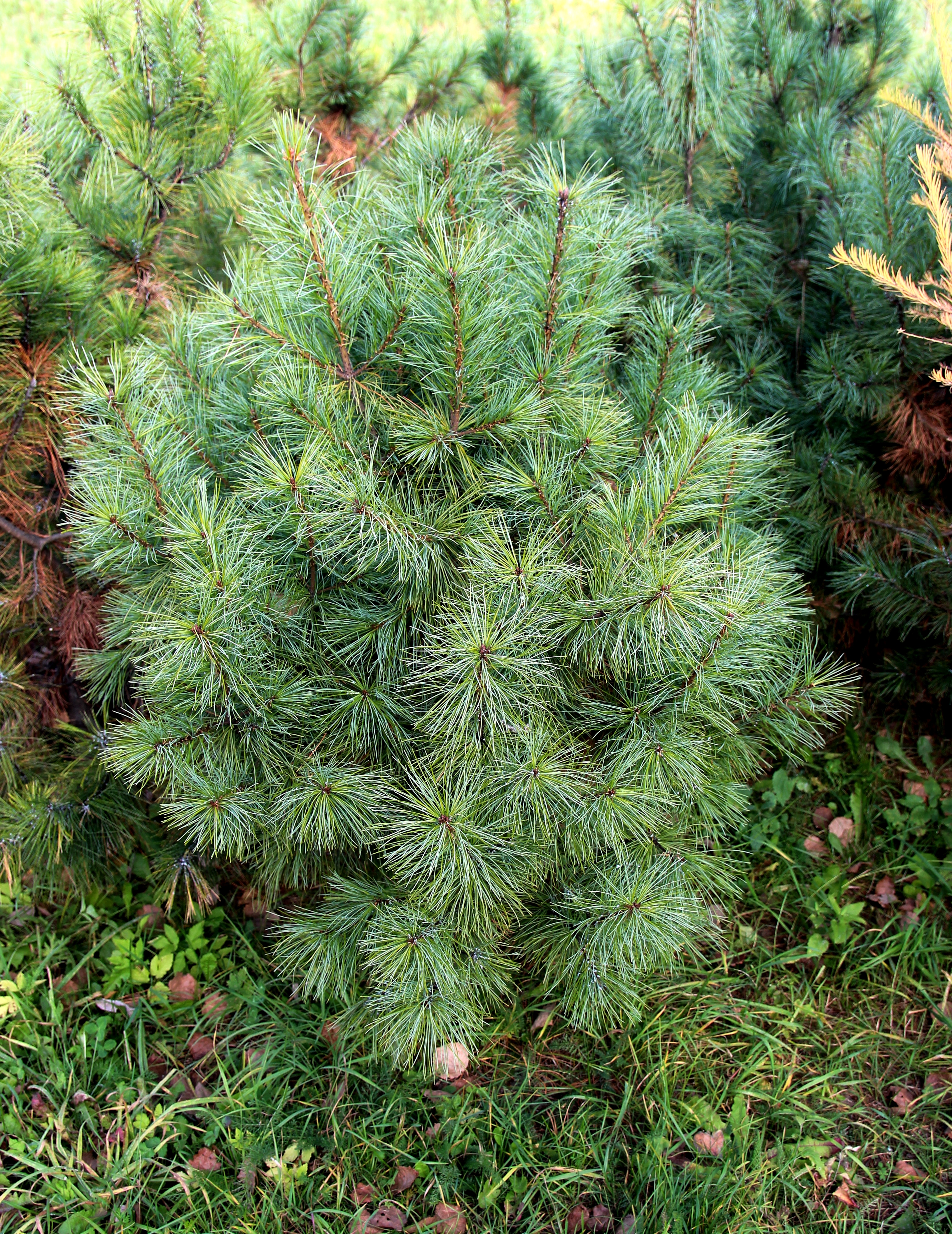 Кедр корейский (Pinus koraiensis) - очень декоративный и при этом ценный орехоплодный вид. Масса одного орешка – 500-600 мг, т.е. примерно в 2,5 раза больше, чем у кедра сибирского. Разнообразные саженцы в массовом количестве есть только у нас. 
