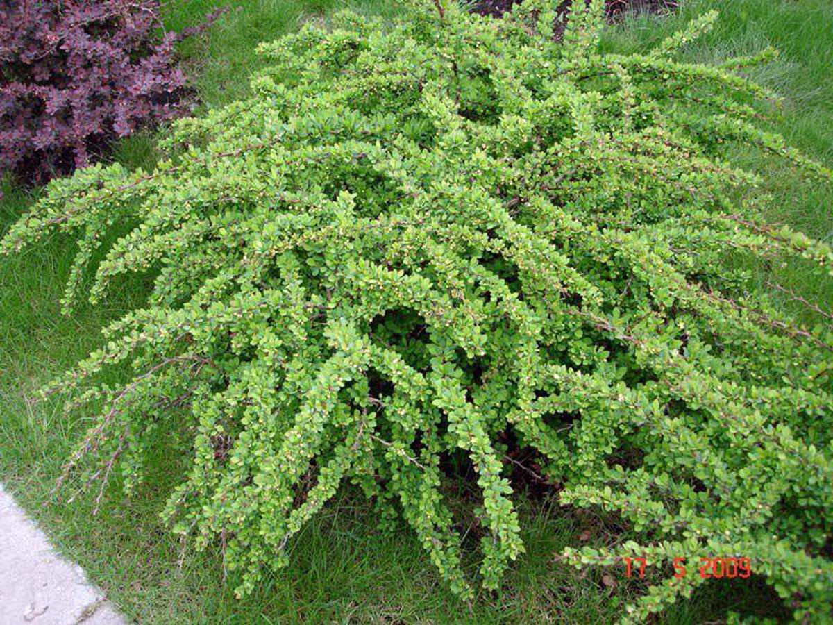 Berberis thunbergii 'Green Carpet'. Барбарис Тунберга