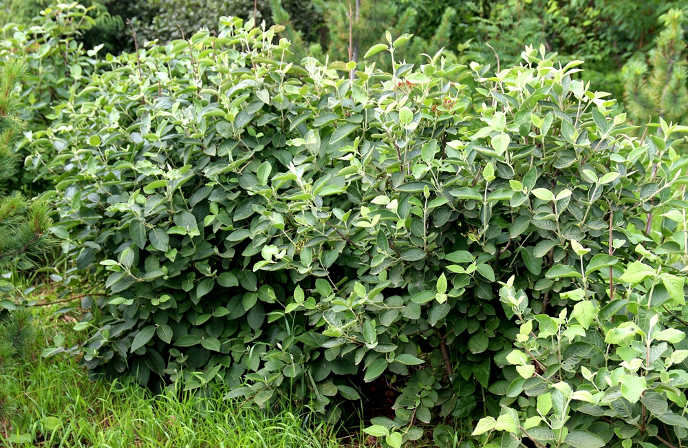 Калина буреинская, бурейская (Viburnum burejaeticum). Фото Горошкевича С.Н.