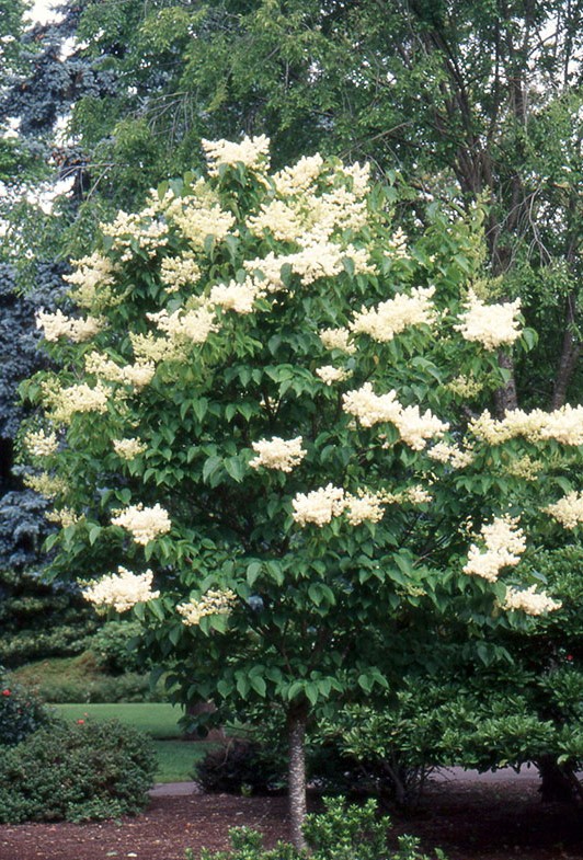 Сирень сетчатая, японская. Syringa reticulata (Syringa amurensis var. japonica (Maxim.)