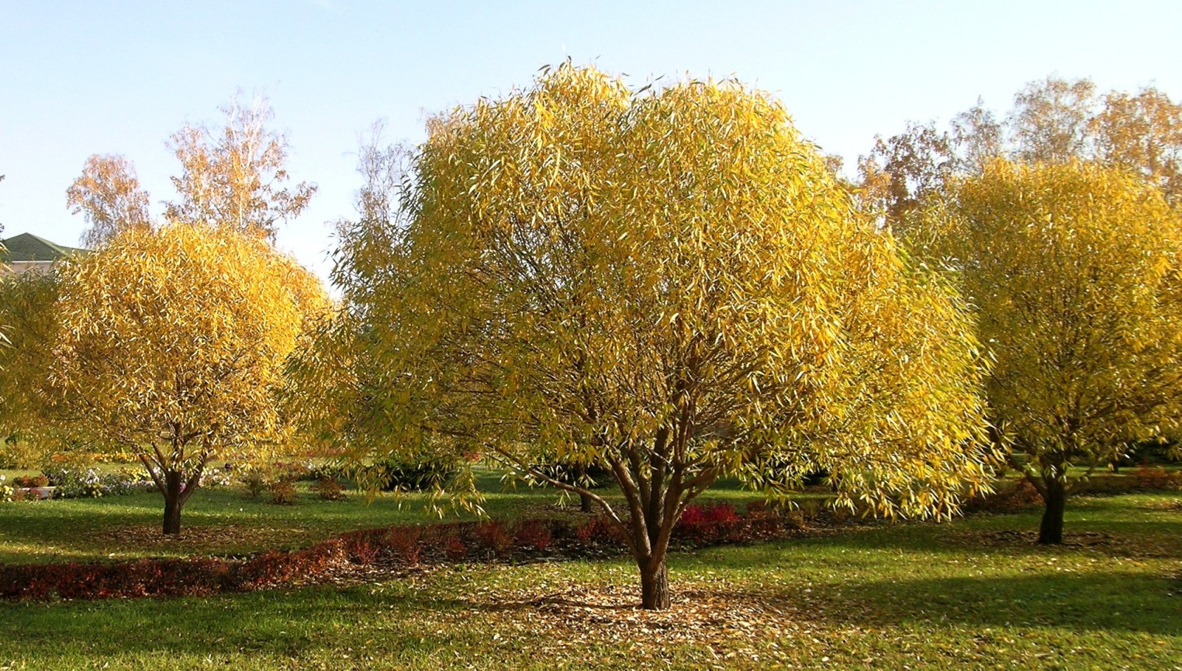 Ива ломкая, ф. шаровидная (Salix fragilis f. bullata). Фото Горошкевича С.Н.