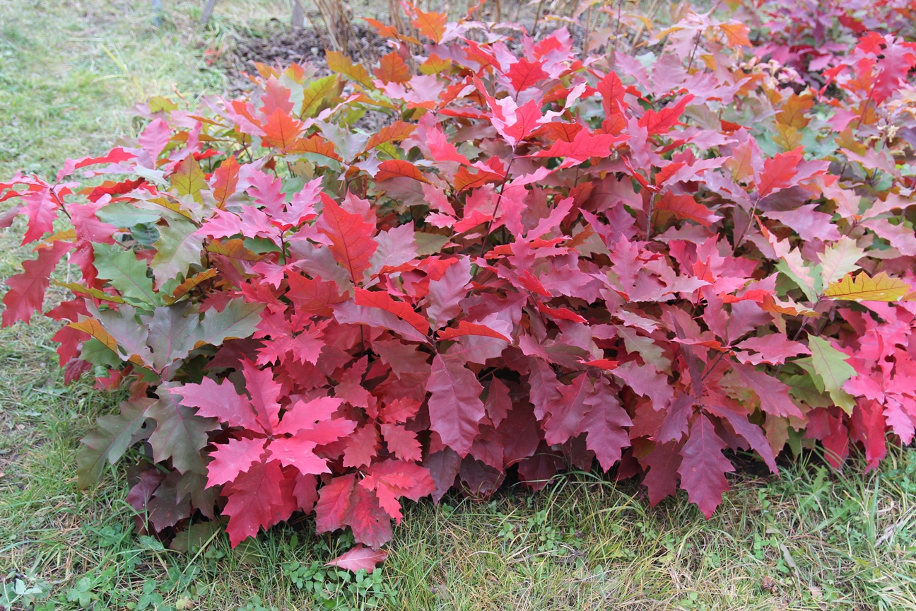 Дуб красный, северный (Quercus rubra, borealis)