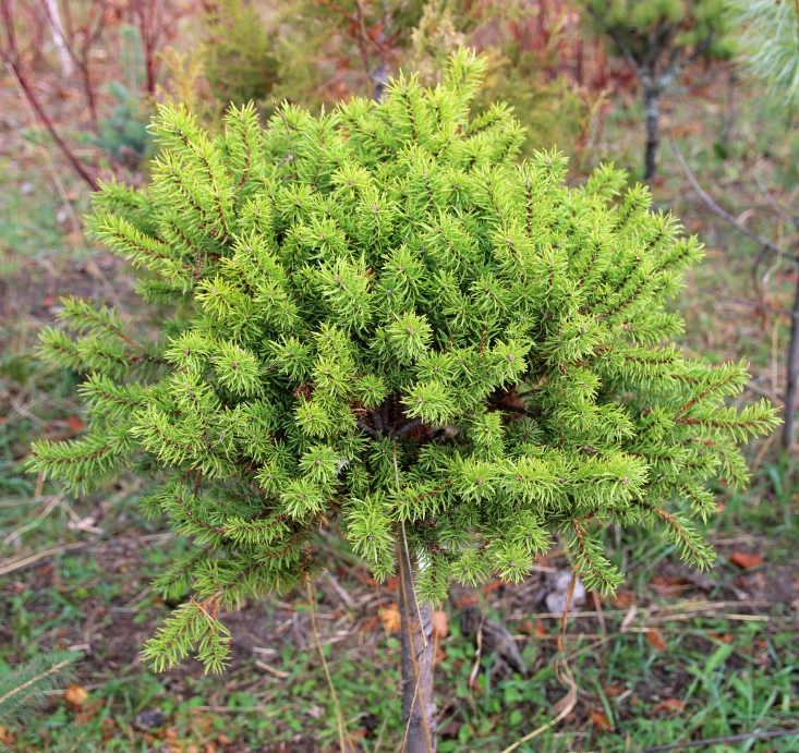 Pinus banksiana 'Schneverdingen'. Сосна Банкса. Фото Горошкевича С.Н.