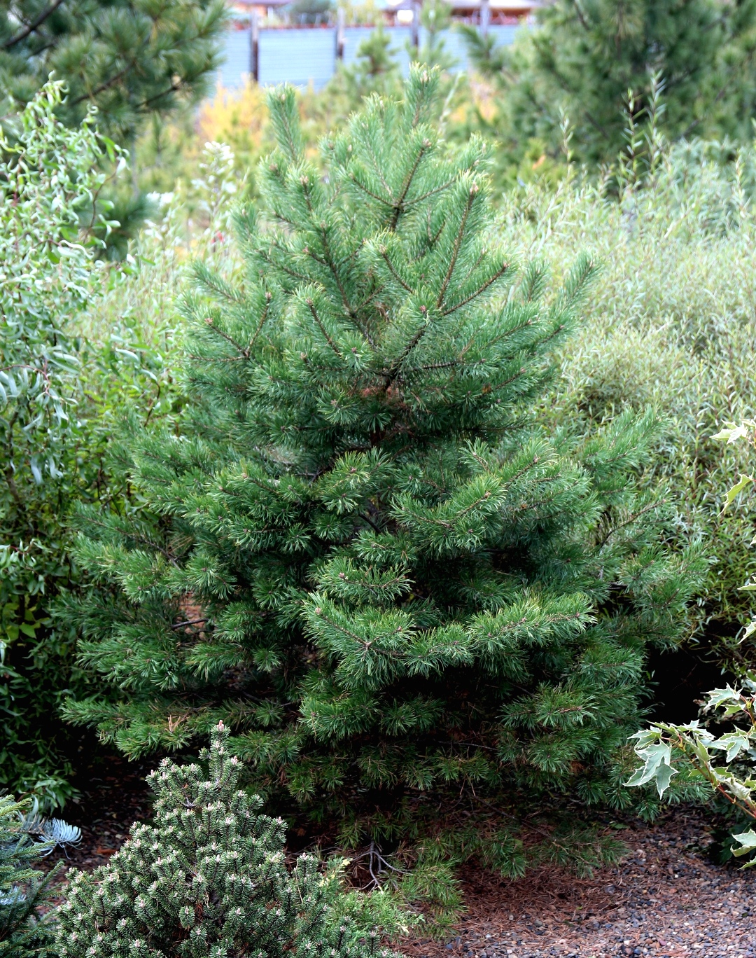 Pinus sylvestris ‘Skjak 2’, еще один клон из Швеции, 12-летняя прививка, высота 1,5 м. 