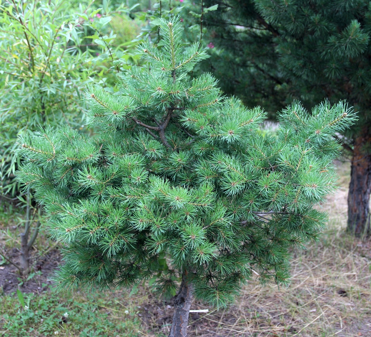 Pinus sylvestris ‘Skjak’, шведский клон, 12-летняя прививка, высота 1,2 м. 