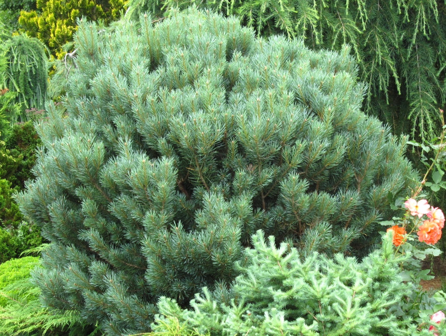 Pinus sylvestris `Watererii`, действительно, отличный сорт, декоративный и устойчивый, но… только в Европе. Anthony Waterer вывел его в конце 19-го века в Англии на основе шотландского экотипа сосны обыкновенной (8-я зона USDA). У нас от 1-ой до 3-ей зоны! Растения не тратят ресурсы на адаптацию к тем негативным факторам, которых нет в местах обитания популяции. 