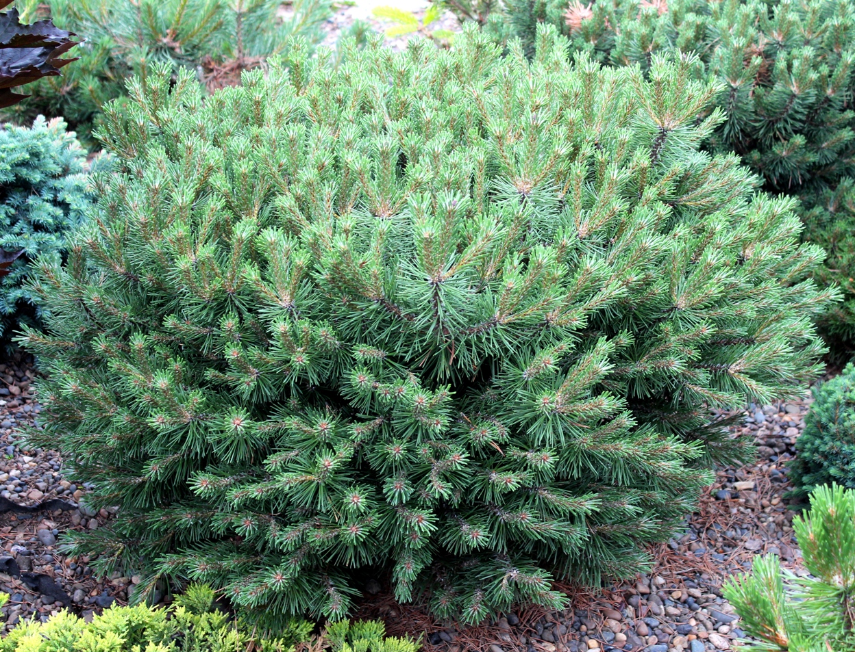 Pinus x pseudopumilio `Optima`. Фото С.Н.Горошкевича
